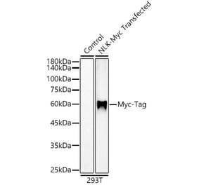 Western Blot - Anti-Myc Tag Antibody [ARC5004-12] (A305783) - Antibodies.com