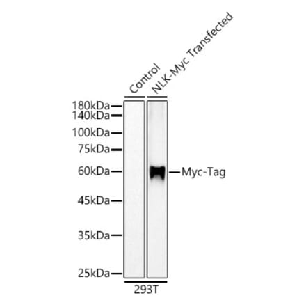 Western Blot - Anti-Myc Tag Antibody [ARC5004-12] (A305783) - Antibodies.com