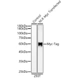 Western Blot - Anti-Myc Tag Antibody [ARC5004-12] (A305783) - Antibodies.com