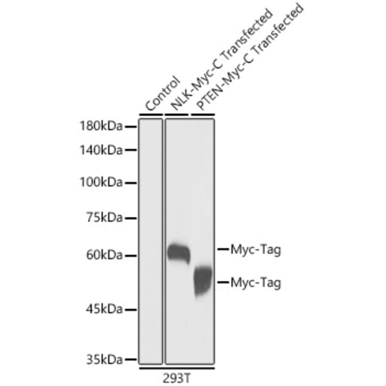 Western Blot - Anti-Myc Tag Antibody [ARC5004-12] (A305783) - Antibodies.com