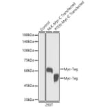 Western Blot - Anti-Myc Tag Antibody [ARC5004-12] (A305783) - Antibodies.com