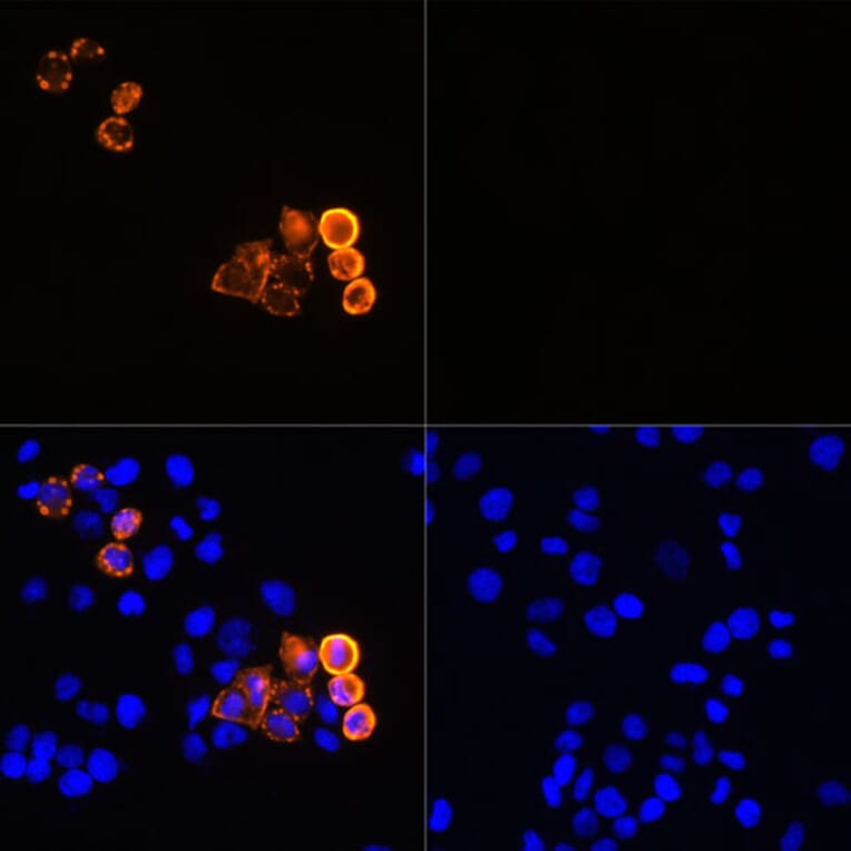 Immunofluorescence - Anti-Myc Tag Antibody [ARC5004-12] (A305783) - Antibodies.com