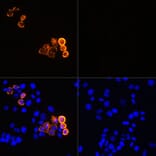 Immunofluorescence - Anti-Myc Tag Antibody [ARC5004-12] (A305783) - Antibodies.com