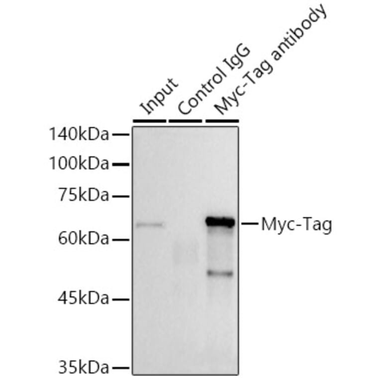 Western Blot - Anti-Myc Tag Antibody [ARC5004-12] (A305783) - Antibodies.com