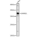 Western Blot - Anti-LMAN2L Antibody (A305786) - Antibodies.com