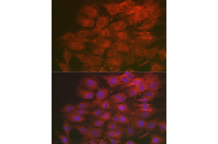 Immunofluorescence - Anti-LMAN2L Antibody (A305786) - Antibodies.com