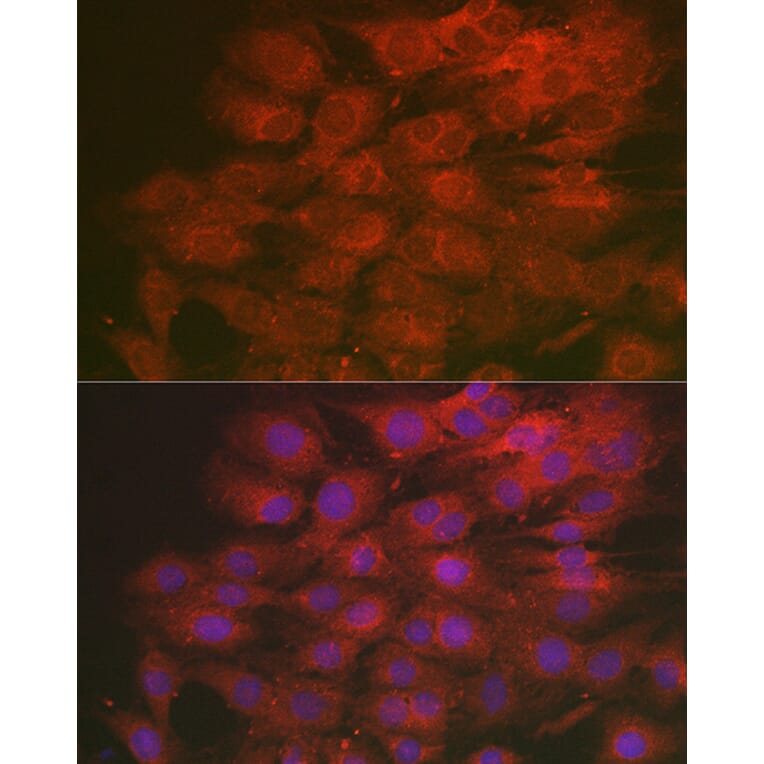 Immunofluorescence - Anti-LMAN2L Antibody (A305786) - Antibodies.com