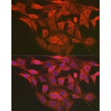 Immunofluorescence - Anti-LMAN2L Antibody (A305786) - Antibodies.com