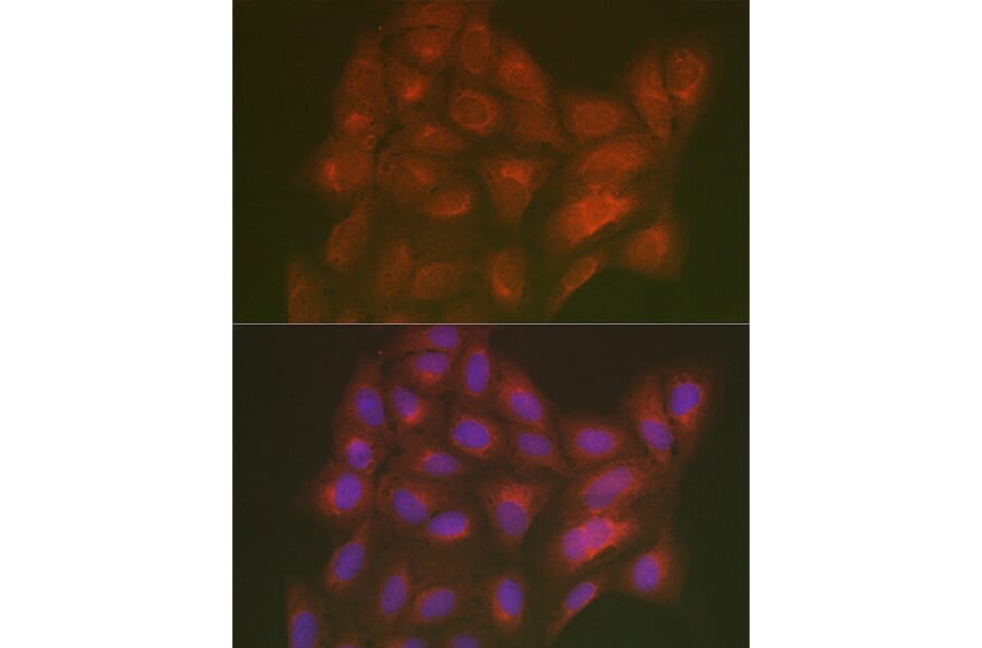 Immunofluorescence - Anti-LMAN2L Antibody (A305786) - Antibodies.com