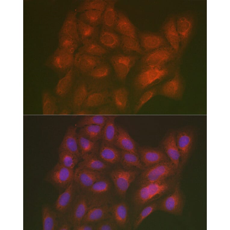 Immunofluorescence - Anti-LMAN2L Antibody (A305786) - Antibodies.com