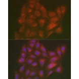 Immunofluorescence - Anti-LMAN2L Antibody (A305786) - Antibodies.com