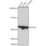 Western Blot - Anti-GLUD1 Antibody [ARC1216] (A305787) - Antibodies.com