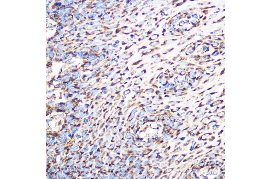 Immunohistochemistry - Anti-GLUD1 Antibody [ARC1216] (A305787) - Antibodies.com