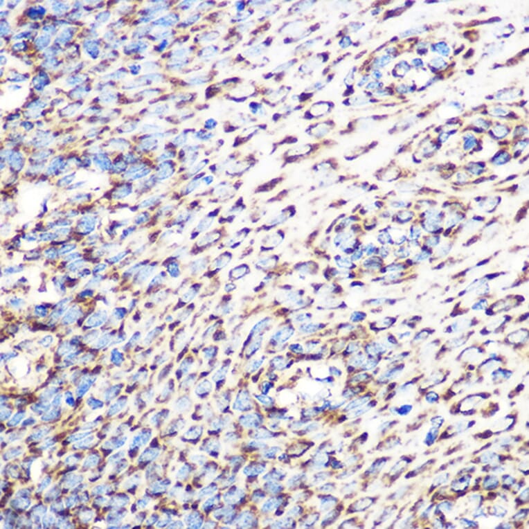 Immunohistochemistry - Anti-GLUD1 Antibody [ARC1216] (A305787) - Antibodies.com
