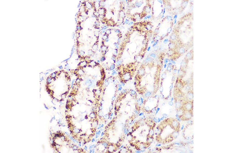 Immunohistochemistry - Anti-GLUD1 Antibody [ARC1216] (A305787) - Antibodies.com