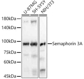 Western Blot - Anti-Semaphorin 3A Antibody [ARC56474] (A305789) - Antibodies.com