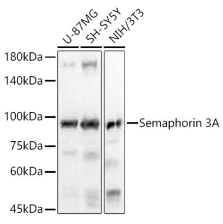 Western Blot - Anti-Semaphorin 3A Antibody [ARC56474] (A305789) - Antibodies.com