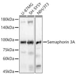Western Blot - Anti-Semaphorin 3A Antibody [ARC56474] (A305789) - Antibodies.com