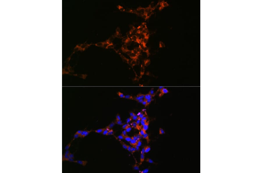 Immunofluorescence - Anti-Mint-1 Antibody (A305790) - Antibodies.com
