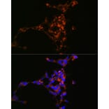 Immunofluorescence - Anti-Mint-1 Antibody (A305790) - Antibodies.com