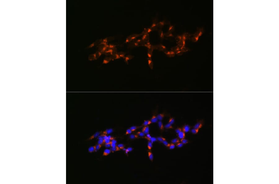 Immunofluorescence - Anti-Mint-1 Antibody (A305790) - Antibodies.com