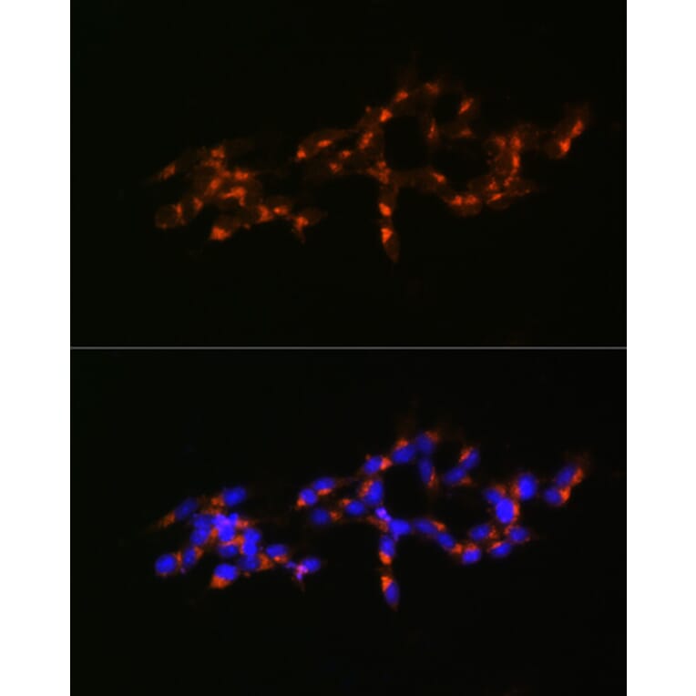 Immunofluorescence - Anti-Mint-1 Antibody (A305790) - Antibodies.com