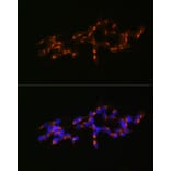 Immunofluorescence - Anti-Mint-1 Antibody (A305790) - Antibodies.com