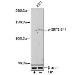 Western Blot - Anti-SIRT1 (phospho Ser47) Antibody [ARC1520] (A305791) - Antibodies.com