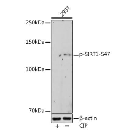 Western Blot - Anti-SIRT1 (phospho Ser47) Antibody [ARC1520] (A305791) - Antibodies.com