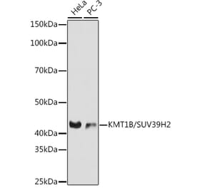 Western Blot - Anti-KMT1B / SUV39H2 Antibody [ARC0829] (A305796) - Antibodies.com