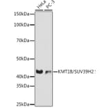 Western Blot - Anti-KMT1B/SUV39H2 Antibody [ARC0829] (A305796) - Antibodies.com