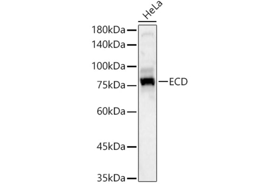 Western Blot - Anti-SGT1/ECD Antibody (A305798) - Antibodies.com
