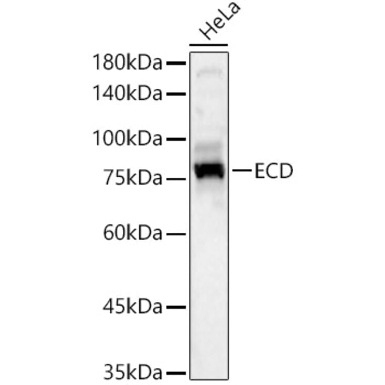 Western Blot - Anti-SGT1/ECD Antibody (A305798) - Antibodies.com