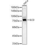 Western Blot - Anti-SGT1/ECD Antibody (A305798) - Antibodies.com