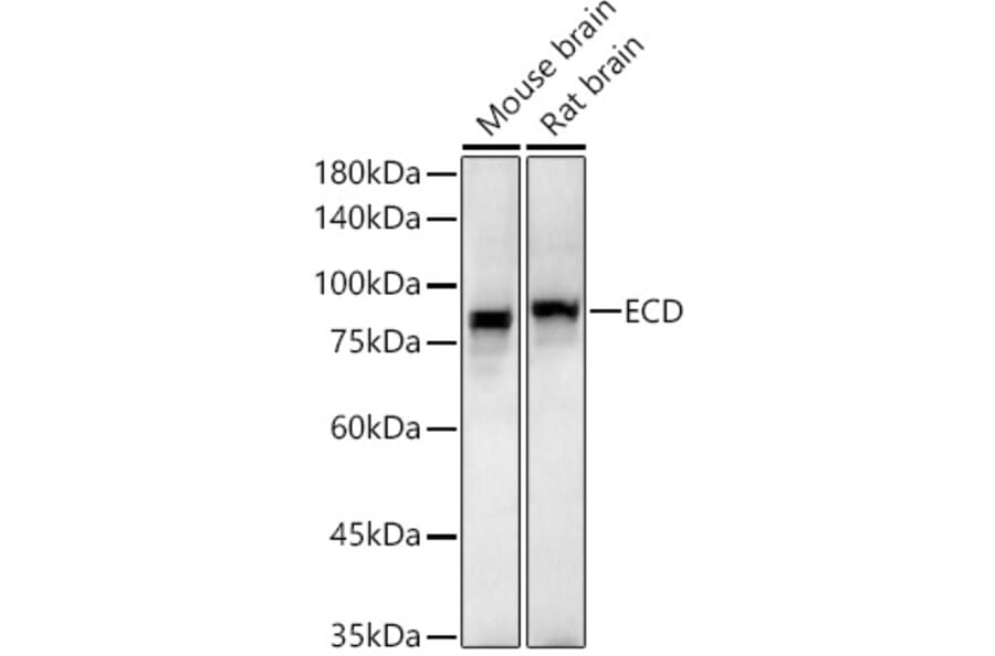 Western Blot - Anti-SGT1/ECD Antibody (A305798) - Antibodies.com