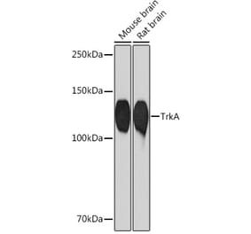 Western Blot - Anti-TrkA Antibody [ARC0906] (A305801) - Antibodies.com