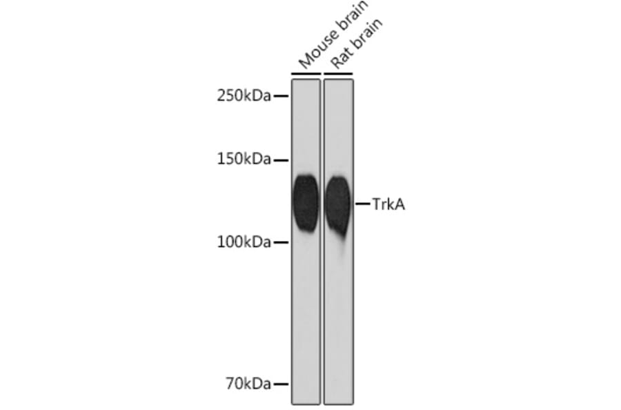 Western Blot - Anti-TrkA Antibody [ARC0906] (A305801) - Antibodies.com