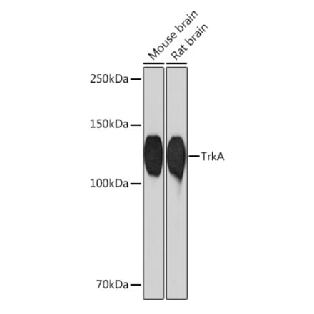 Western Blot - Anti-TrkA Antibody [ARC0906] (A305801) - Antibodies.com