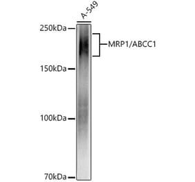 Western Blot - Anti-MRP1 Antibody [ARC52207] (A305805) - Antibodies.com