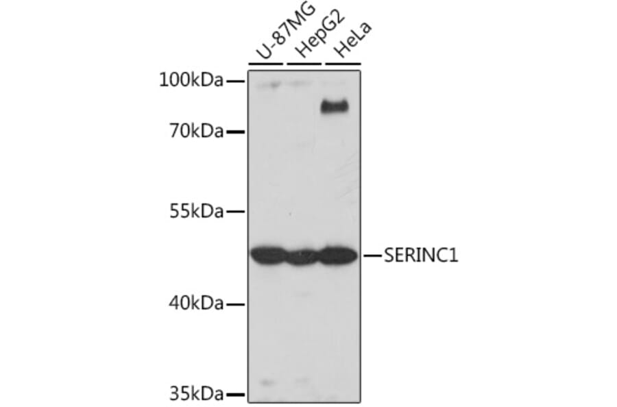 Western Blot - Anti-SERINC1 Antibody (A305807) - Antibodies.com