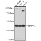 Western Blot - Anti-SERINC1 Antibody (A305807) - Antibodies.com