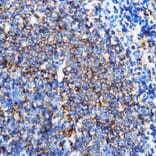 Immunohistochemistry - Anti-SERINC1 Antibody (A305807) - Antibodies.com