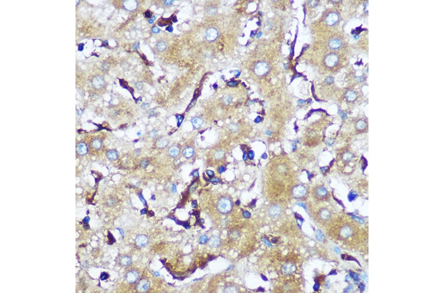 Immunohistochemistry - Anti-SERINC1 Antibody (A305807) - Antibodies.com