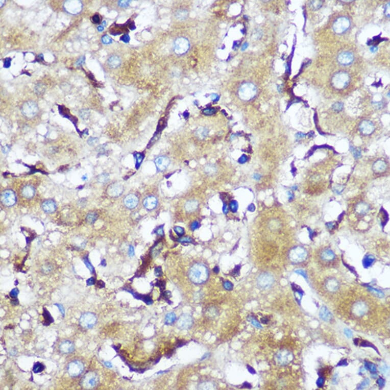 Immunohistochemistry - Anti-SERINC1 Antibody (A305807) - Antibodies.com