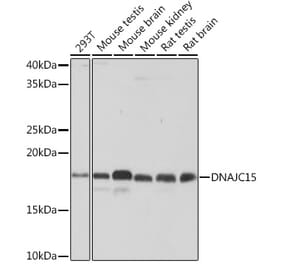 Western Blot - Anti-MCJ Antibody [ARC0249] (A305809) - Antibodies.com