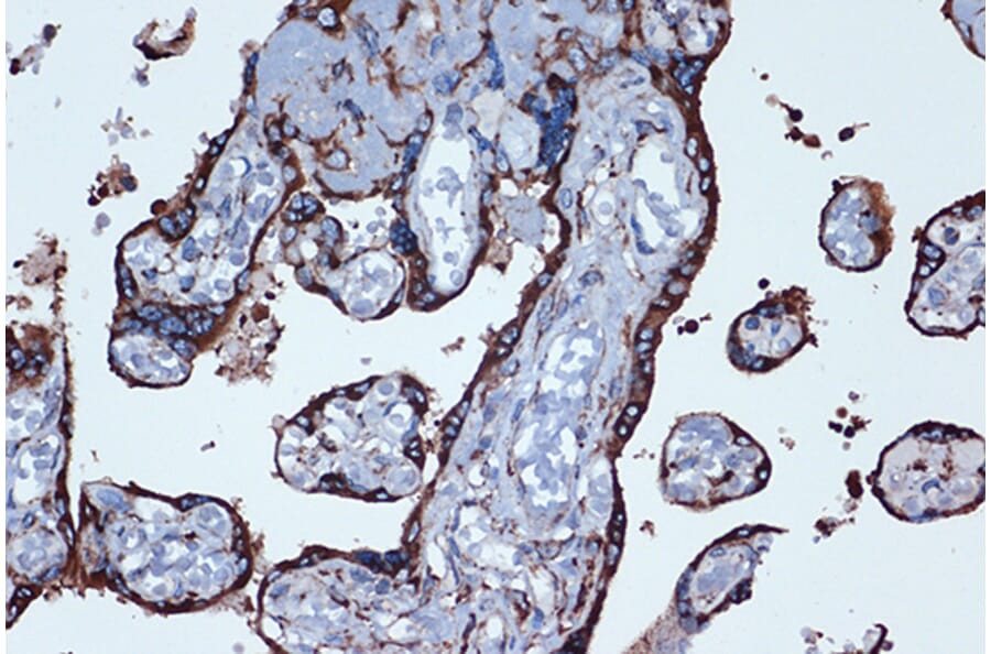 Immunohistochemistry - Anti-Prostaglandin E Receptor EP2/PTGER2 Antibody [ARC1393] (A305810) - Antibodies.com