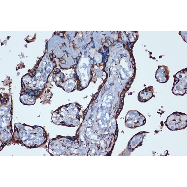 Immunohistochemistry - Anti-Prostaglandin E Receptor EP2/PTGER2 Antibody [ARC1393] (A305810) - Antibodies.com