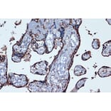 Immunohistochemistry - Anti-Prostaglandin E Receptor EP2/PTGER2 Antibody [ARC1393] (A305810) - Antibodies.com