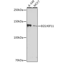 Western Blot - Anti-Eg5 Antibody [ARC1080] (A305814) - Antibodies.com