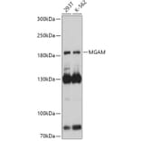 Western Blot - Anti-MGAM Antibody (A305815) - Antibodies.com